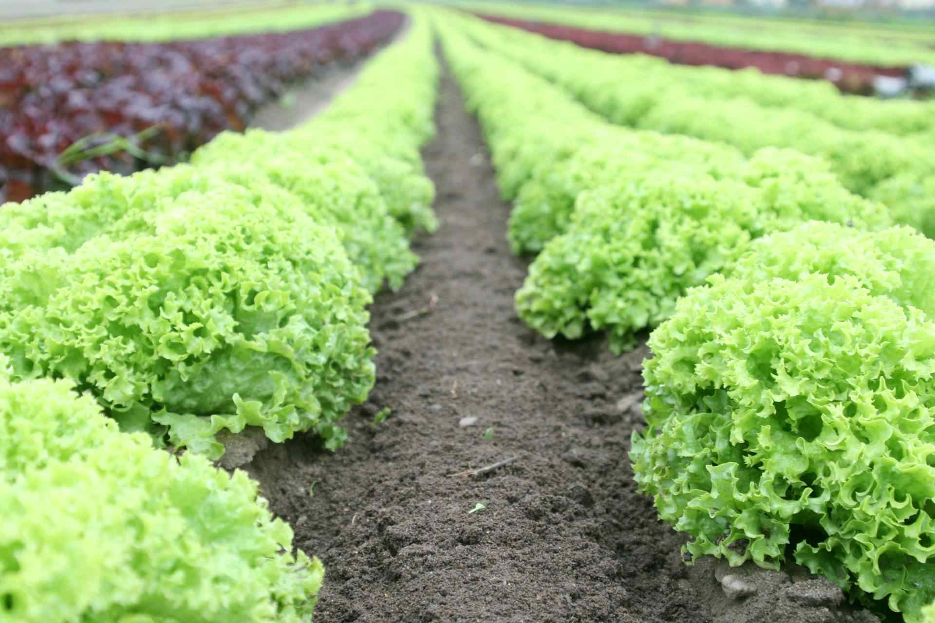 green leafy vegetable field